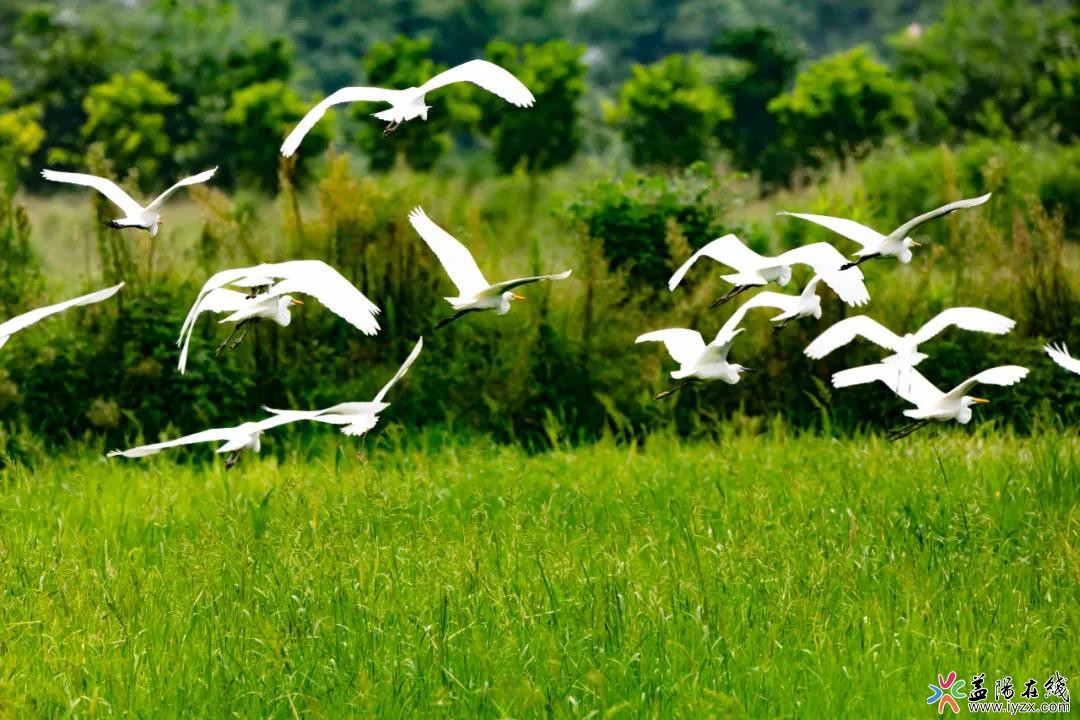 【益陽畫報】滿屏都是白鷺！生態益陽成“鳥的天堂”