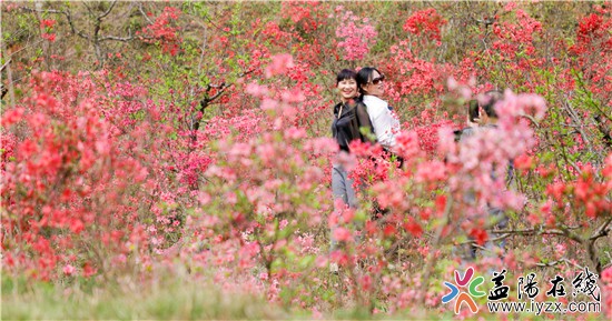 【益阳画报】人间最美四月天，清溪村的映山红开了