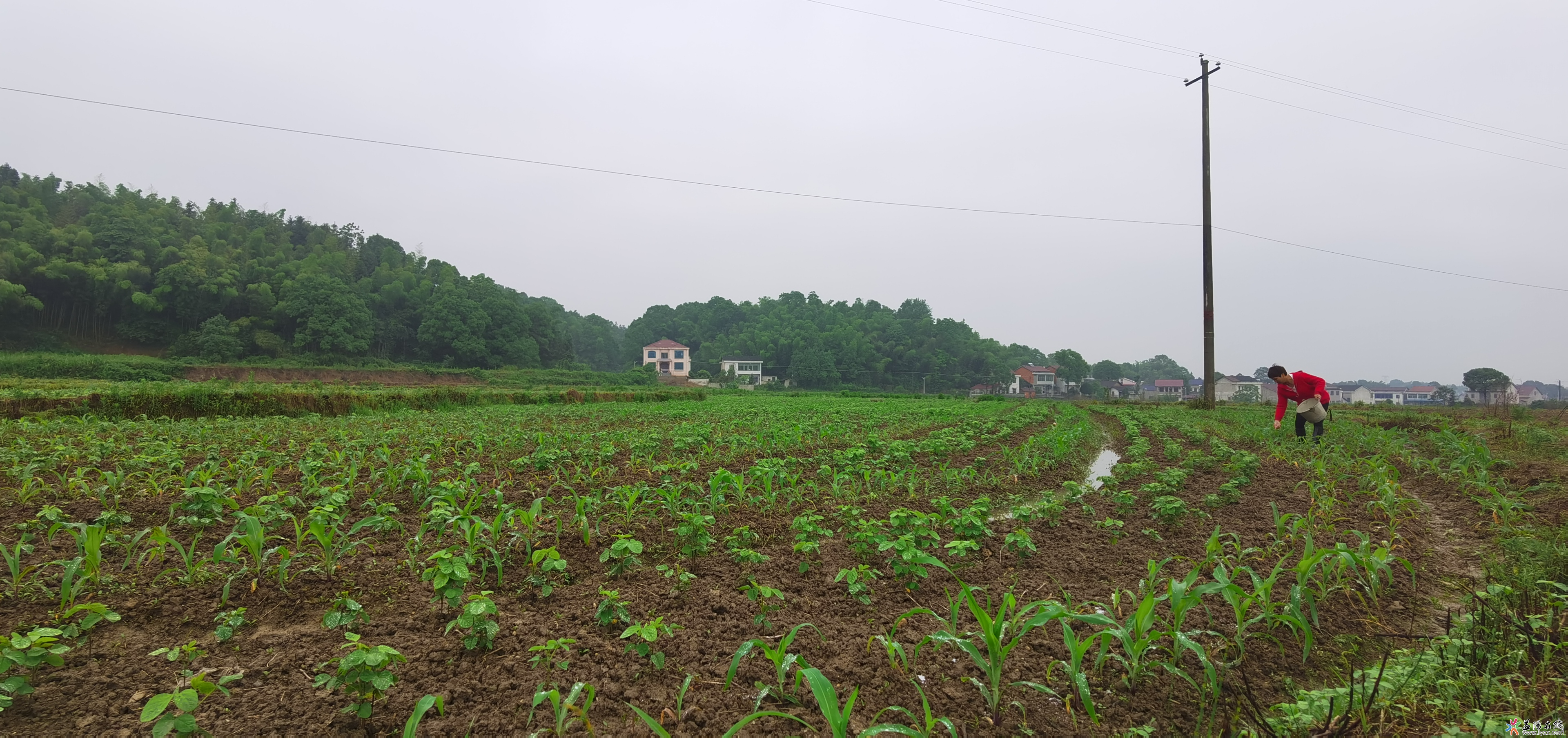 桃江推广大豆玉米带状复合种植 播种面积逾两万亩