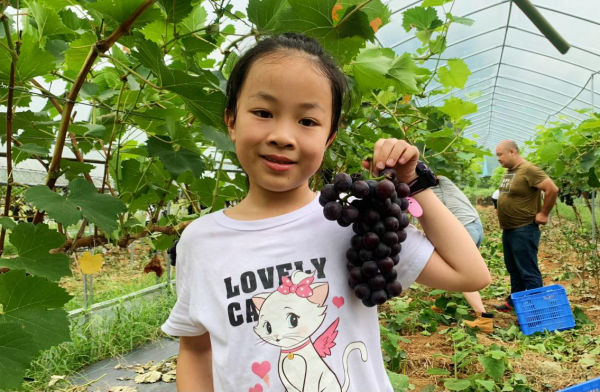 品尝夏天的味道 益阳紫薇村里的百果园开园啦！