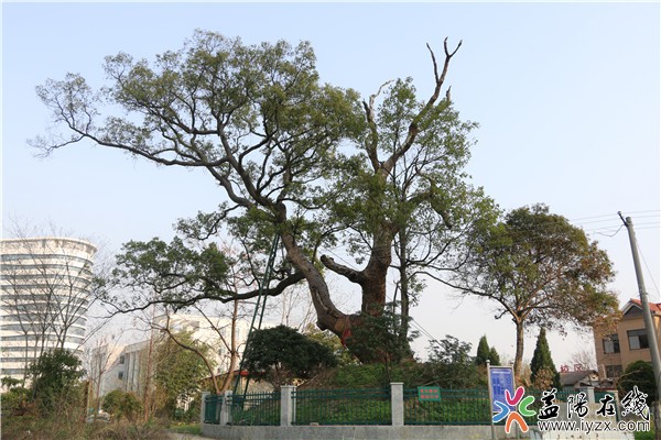 古木又逢春 ！南县有一棵约840岁的古樟树