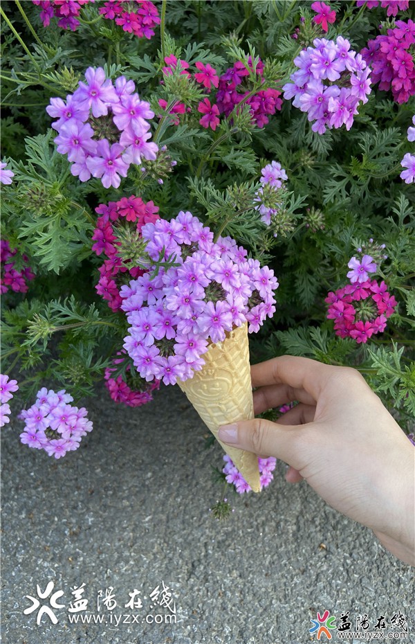 集合集合！請你吃益陽花朵“冰淇淋”