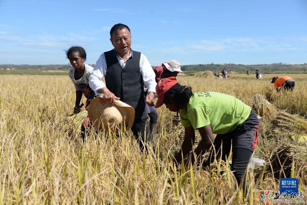 给益阳人点赞！中国杂交水稻专家胡月舫深耕马达加斯加