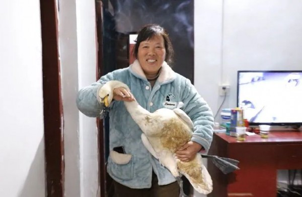 大通湖区村民送受伤小天鹅“回家”